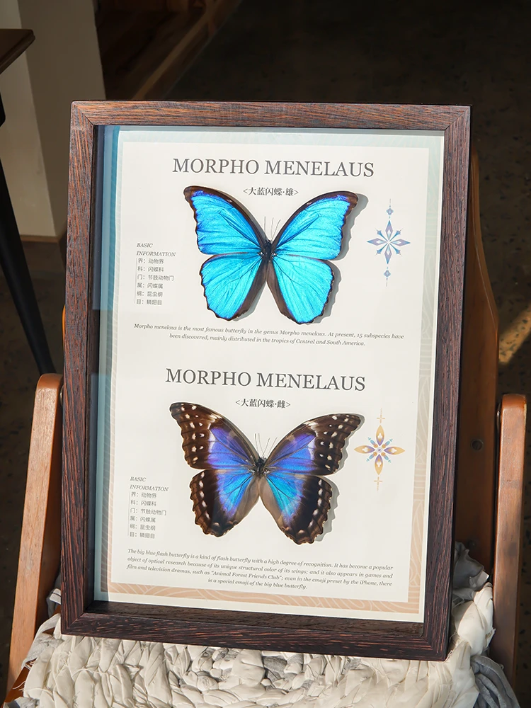 大蓝闪蝶-雌雄组合版【A3博物鸡翅木框】手工制作装饰画送礼物收藏