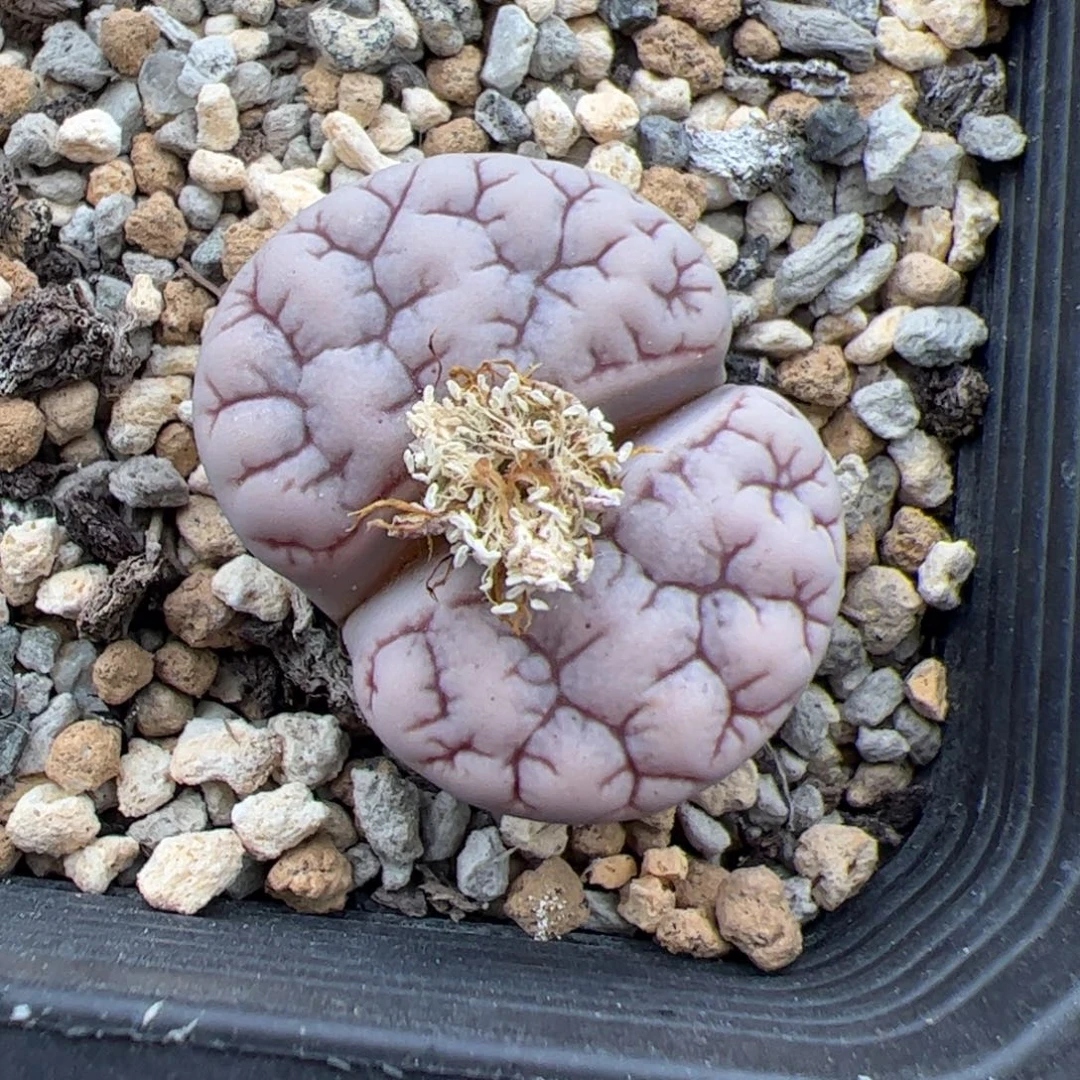 0440号189 多肉植物