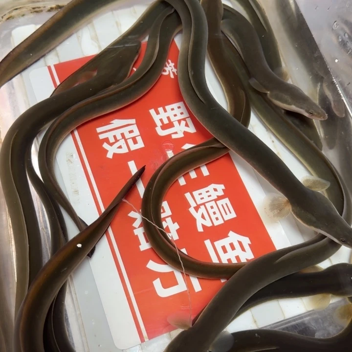 野生鳗鱼包活二斤
