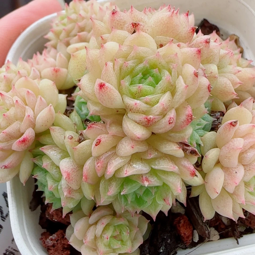花语逸镜0924-88整