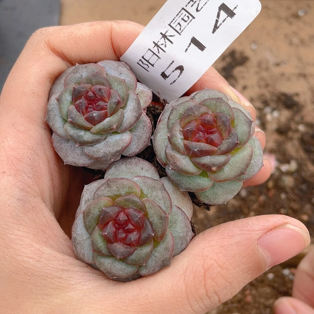 多肉植物多肉植物514