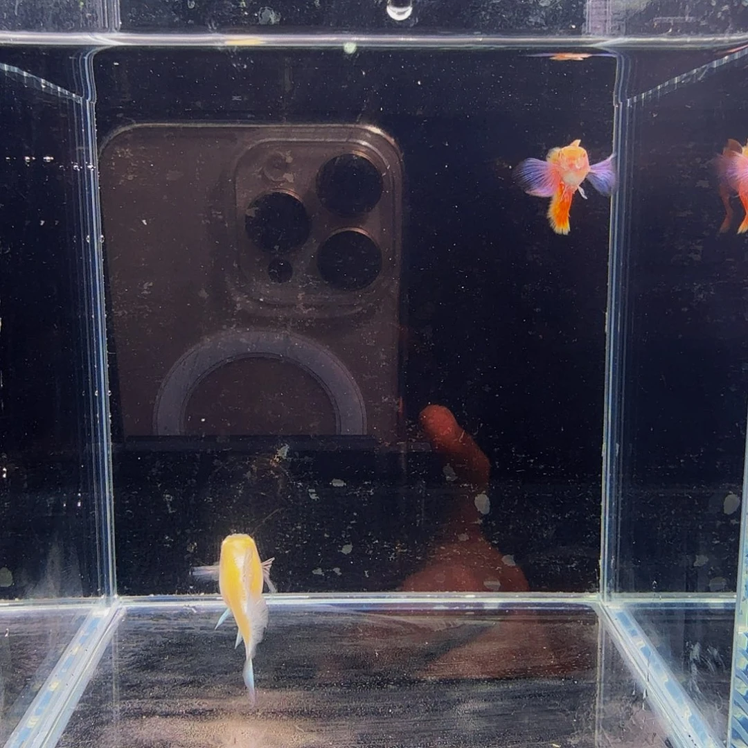 海水鱼阿奴比象耳1对