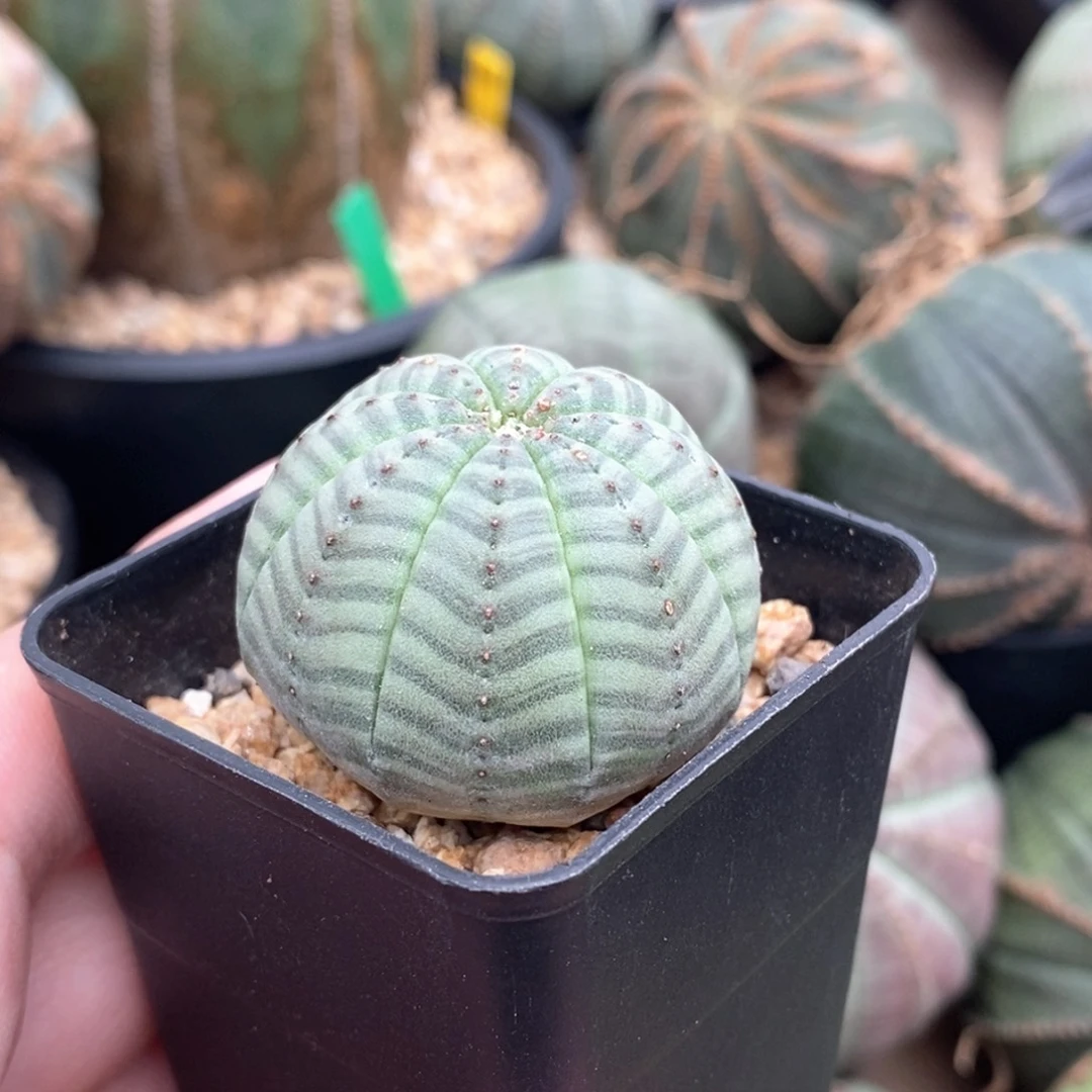 33 欧系实生布纹球多肉植物