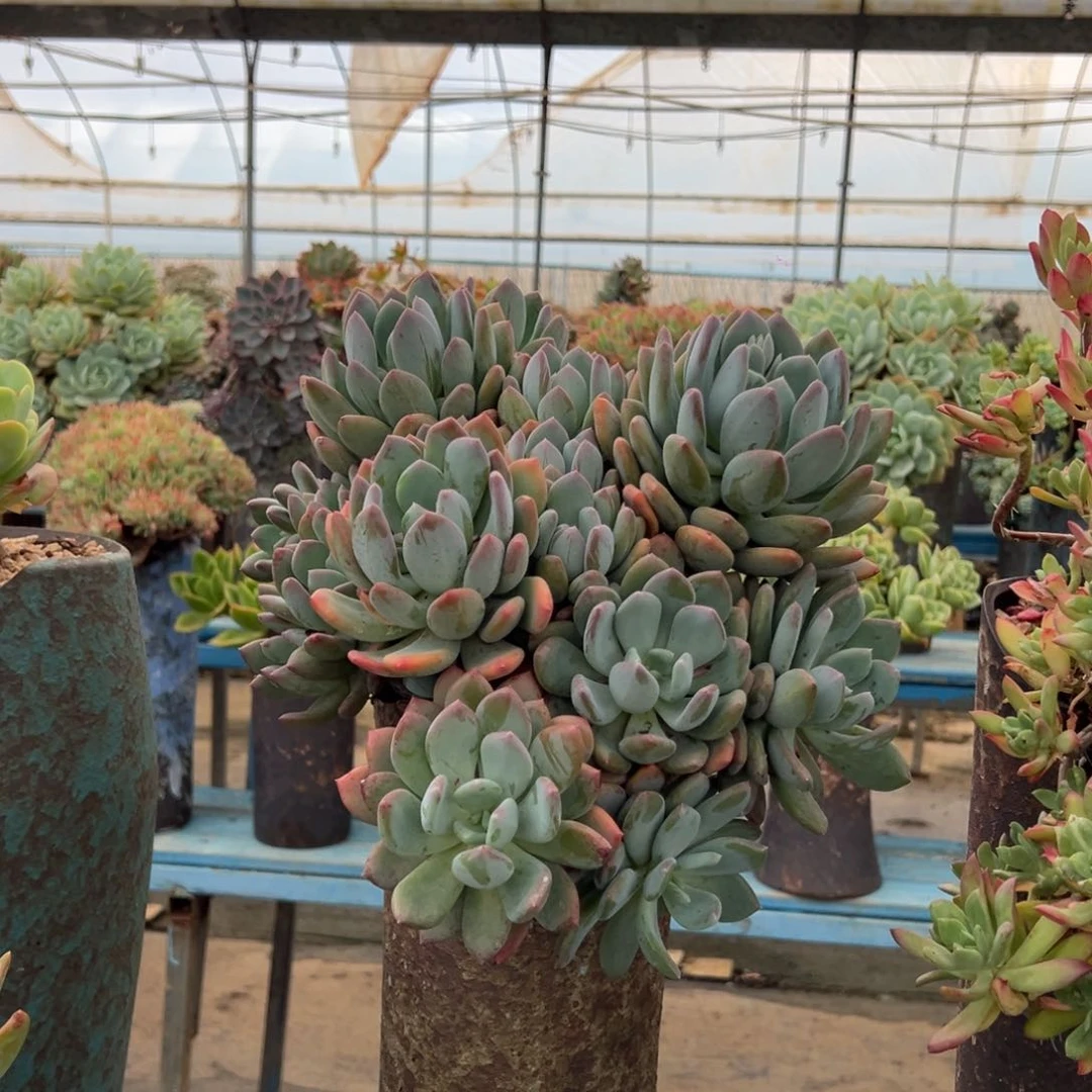 露养老桩脱土裸根灰姑娘