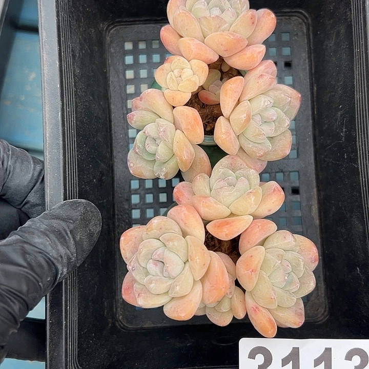 3113，俩个四头冰玉带盆发