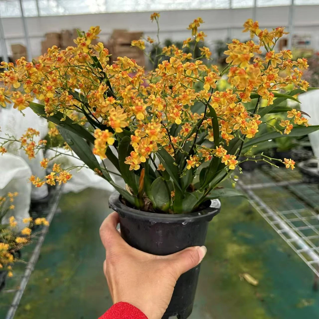 心想事橙 文心兰冬季带花苞年宵花卉室内绿植盆栽开花浓香
