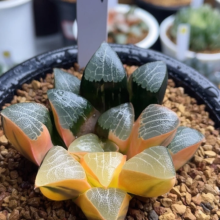 37实生丸叶克锦多肉植物