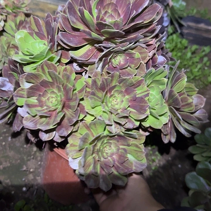 精品花月夜老桩亏本福利62辆