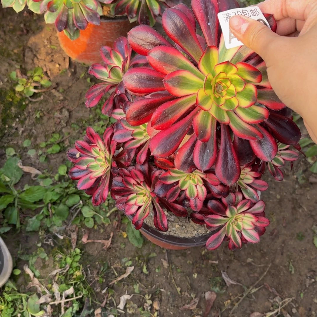 389多肉植物捧花的时候