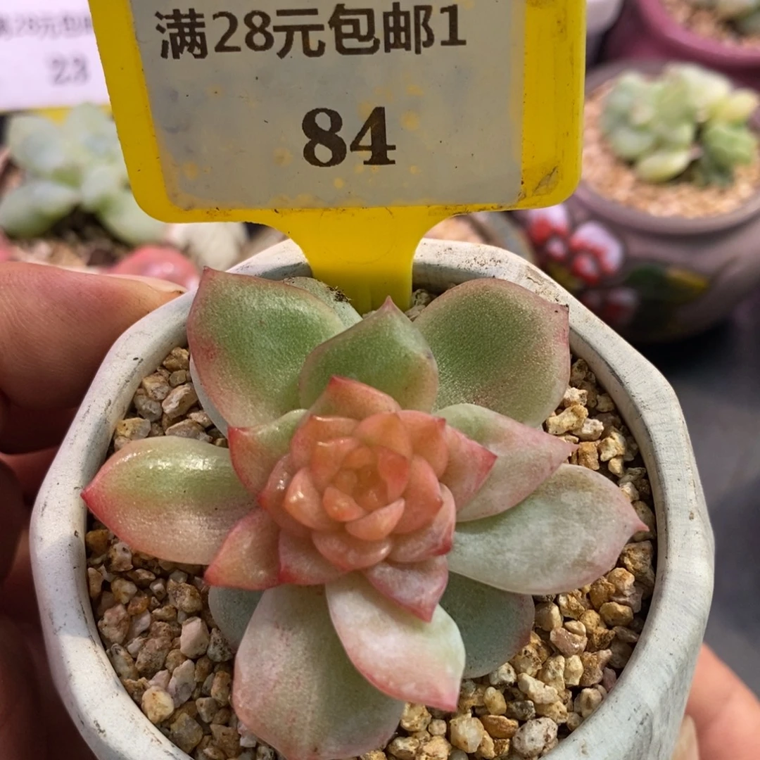 184粉钻锦多肉…………