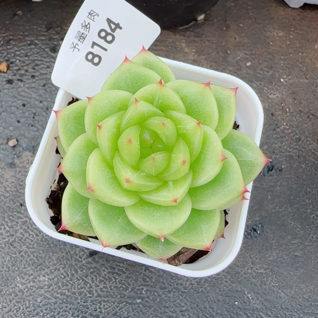 杜若珍妮，8184多肉植物