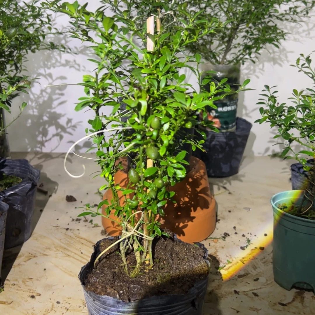 无花朵绿植盆栽植物花卉