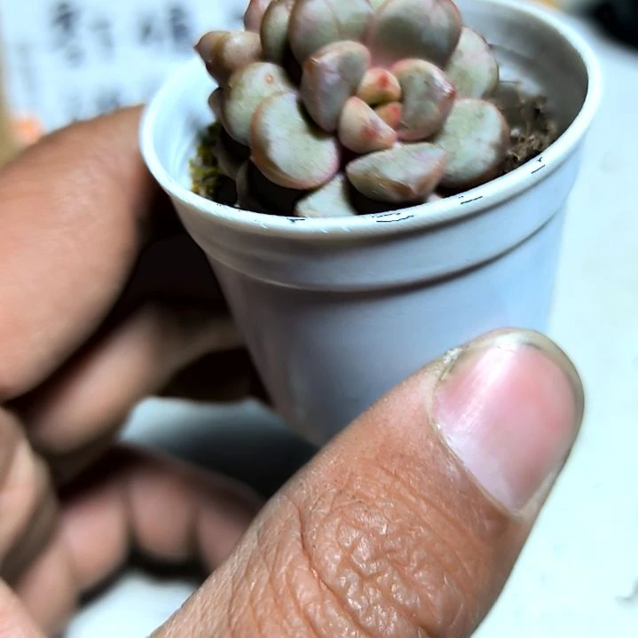 满6元包邮，葡萄小苗2/3头拇指盆