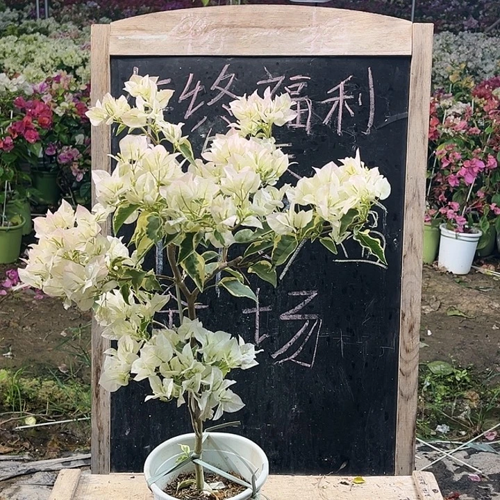 完全开放三角梅白马斯