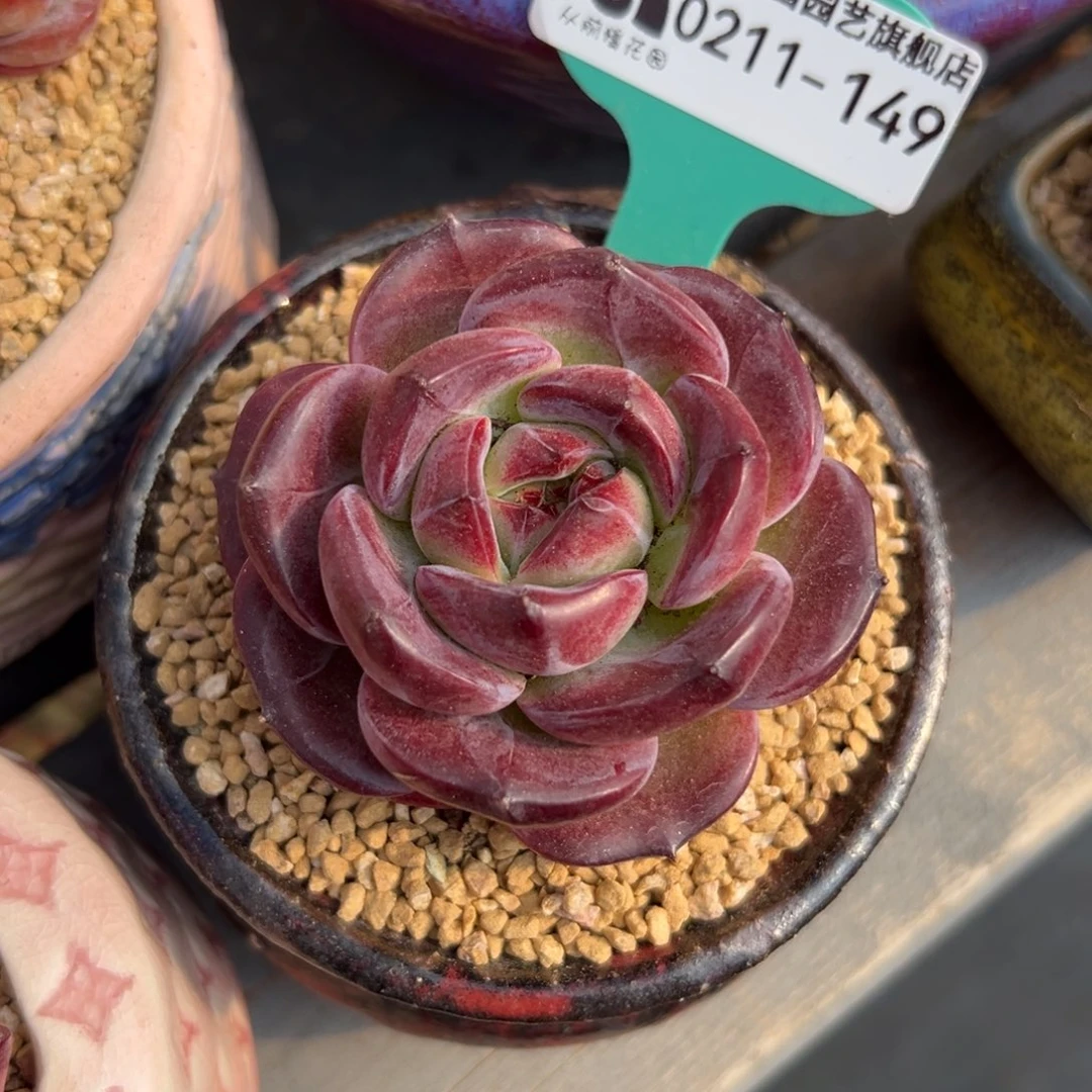 多肉一物一拍0211-149