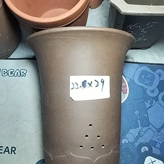 莲花金钟一个花盆