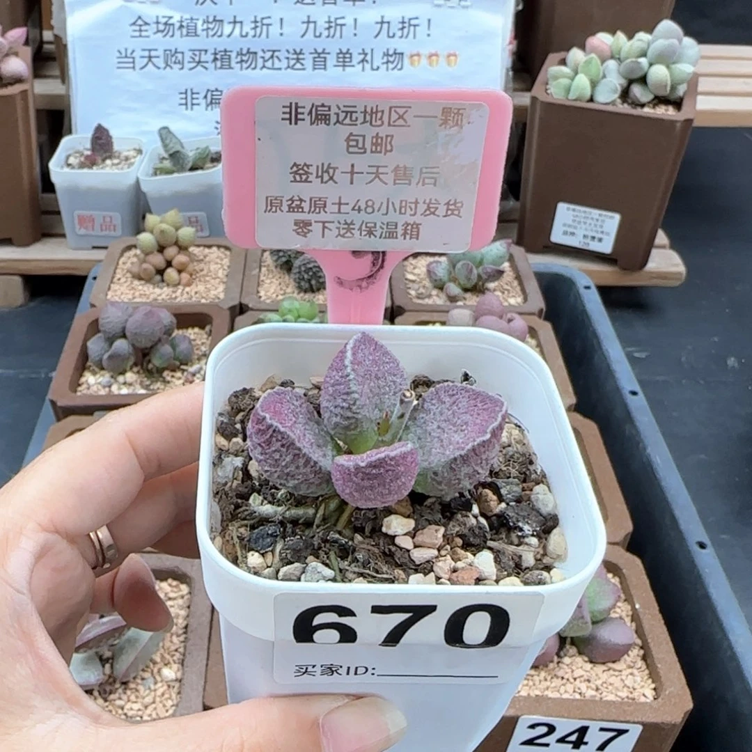670感谢猪肝多肉植物