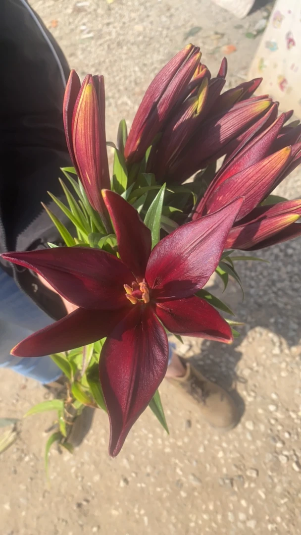 小黑石亚百合1-2头，看好再拍不售后