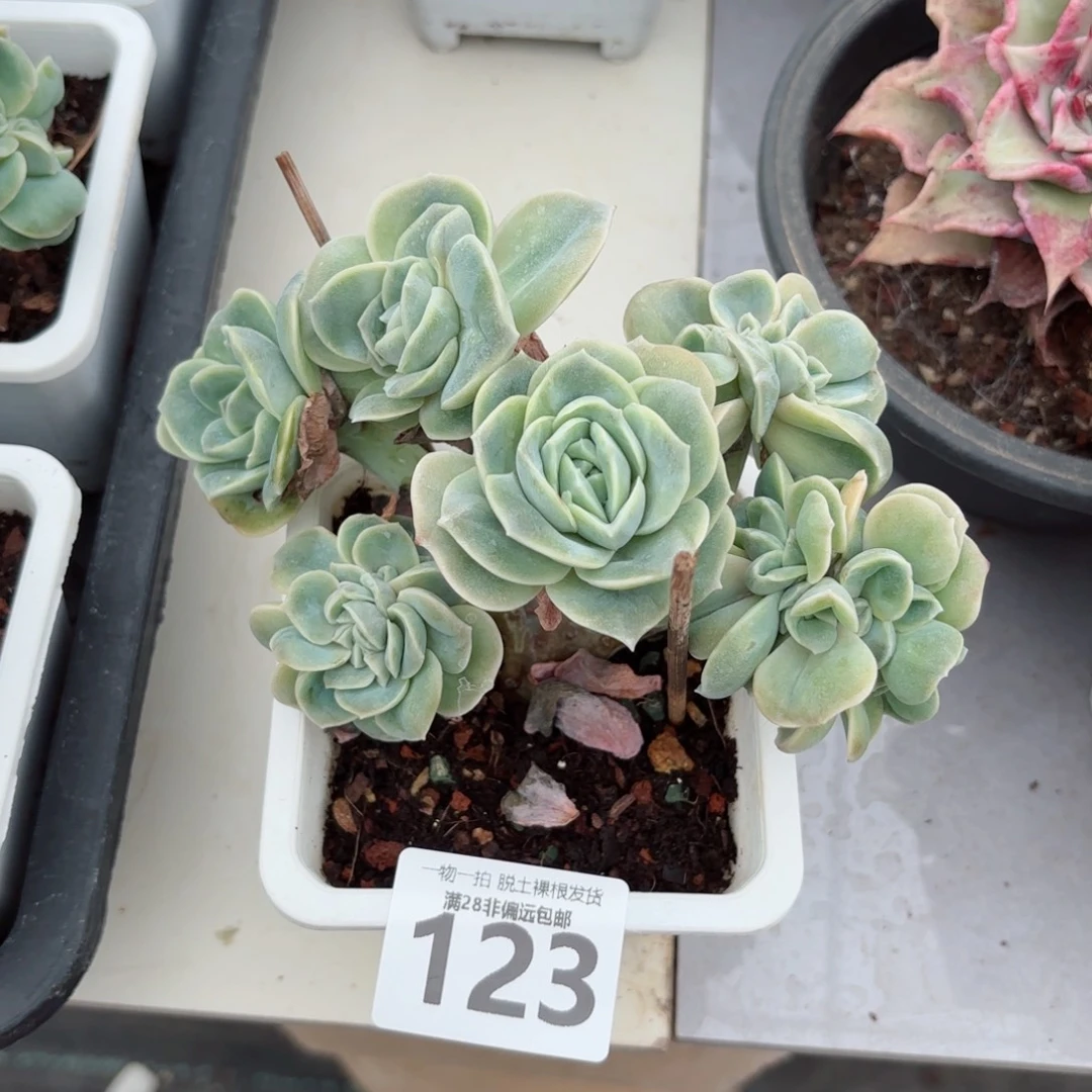可爱玫瑰缀化无盆土发货