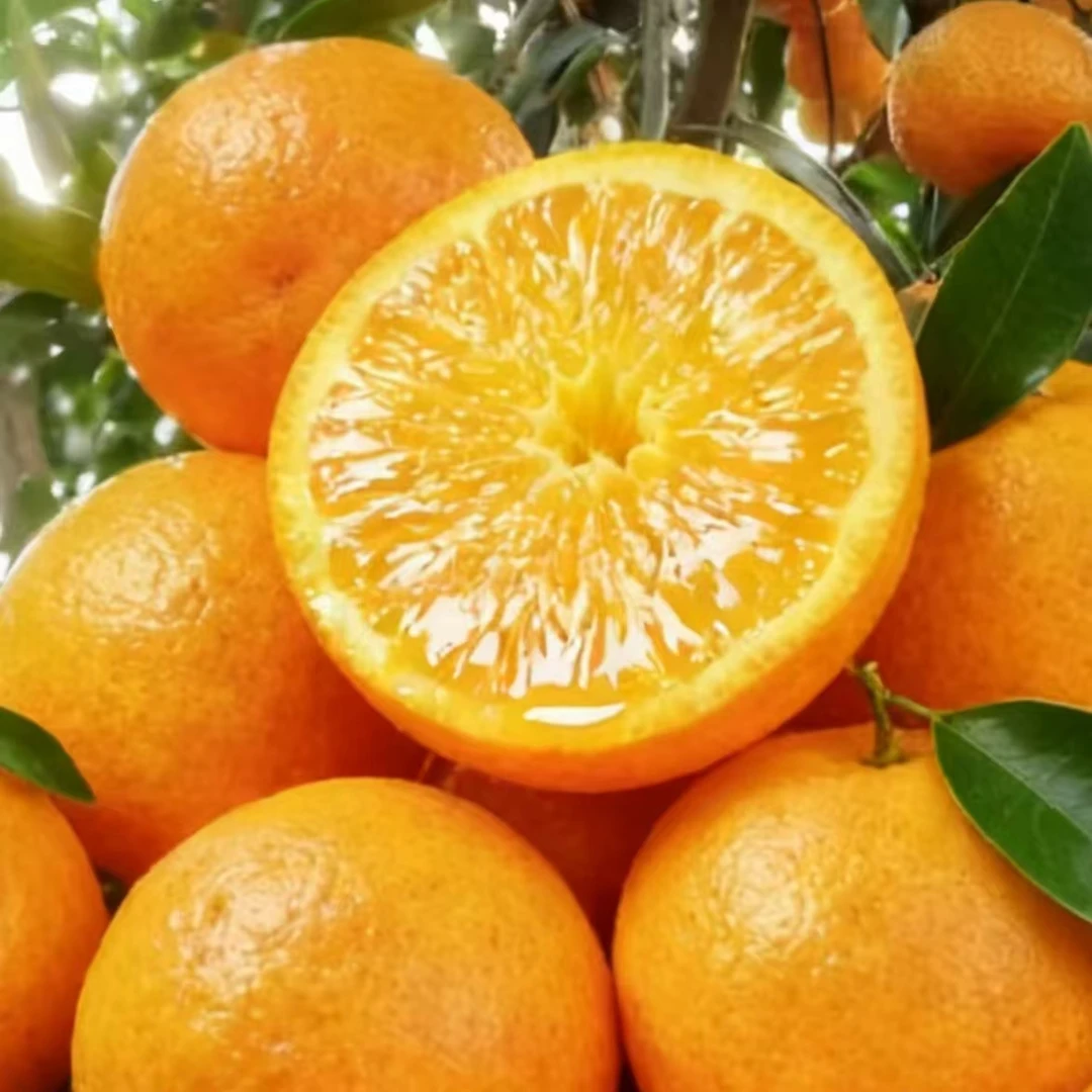 无品牌广西桂林蜜桔，小桔子清甜爽口，现摘现发