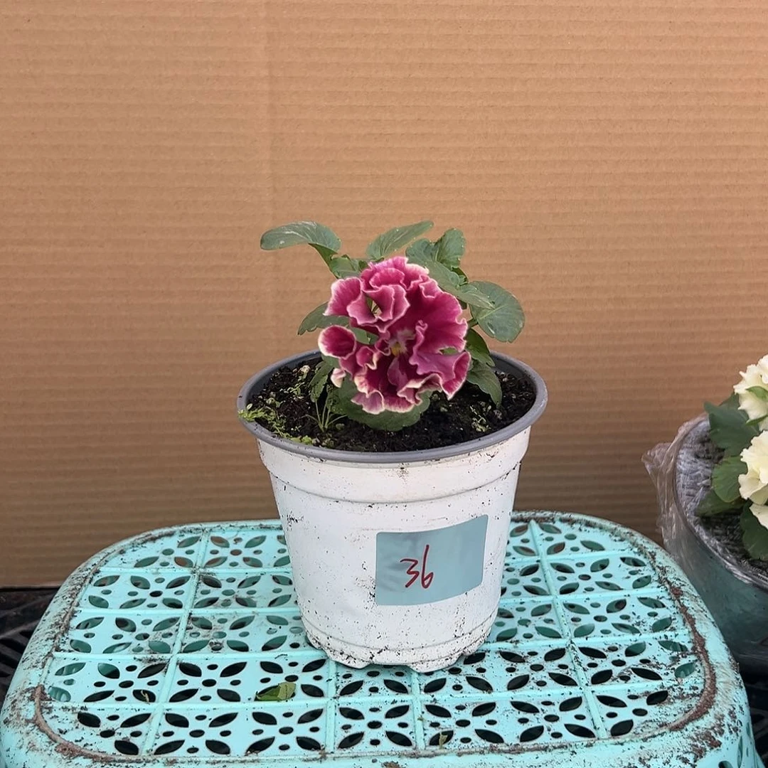 【闪购商品】完全开放036号