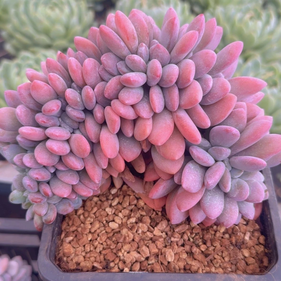 【闪购商品】老桩控养粉兔缀19.9