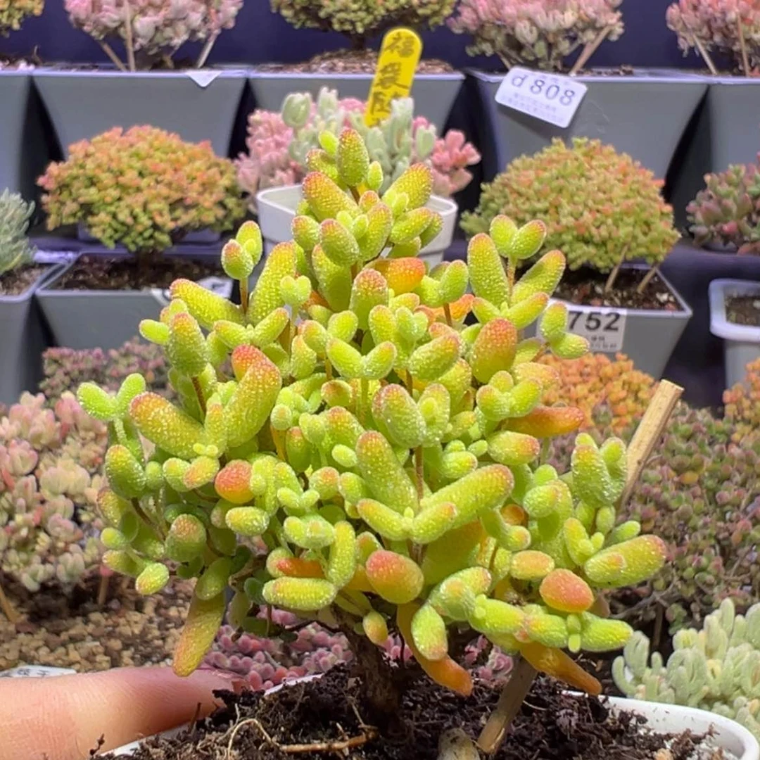 【闪购商品】d830蜜橘糖球盆口6.5cm