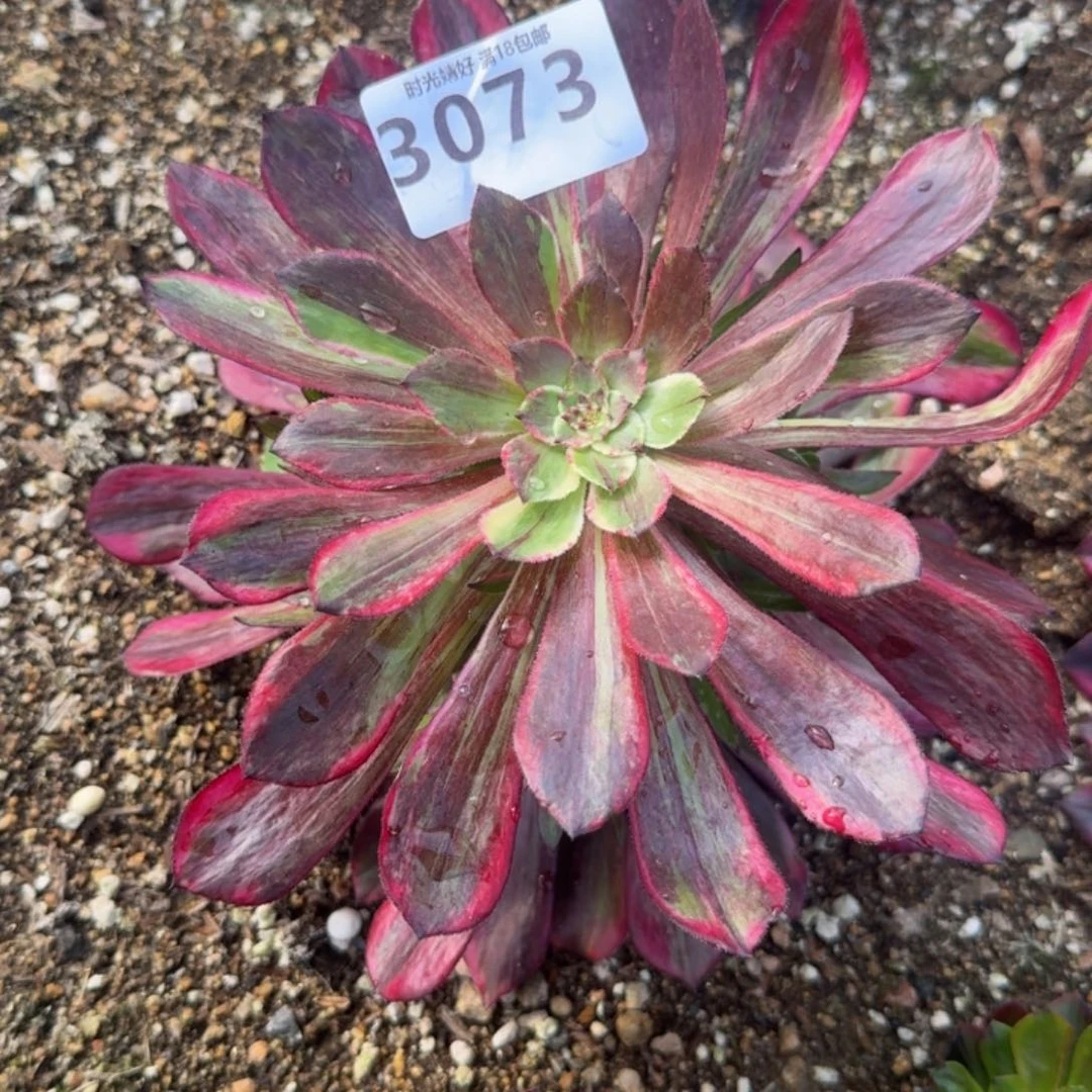 五**璃3073 同花顺到秋。多肉植物