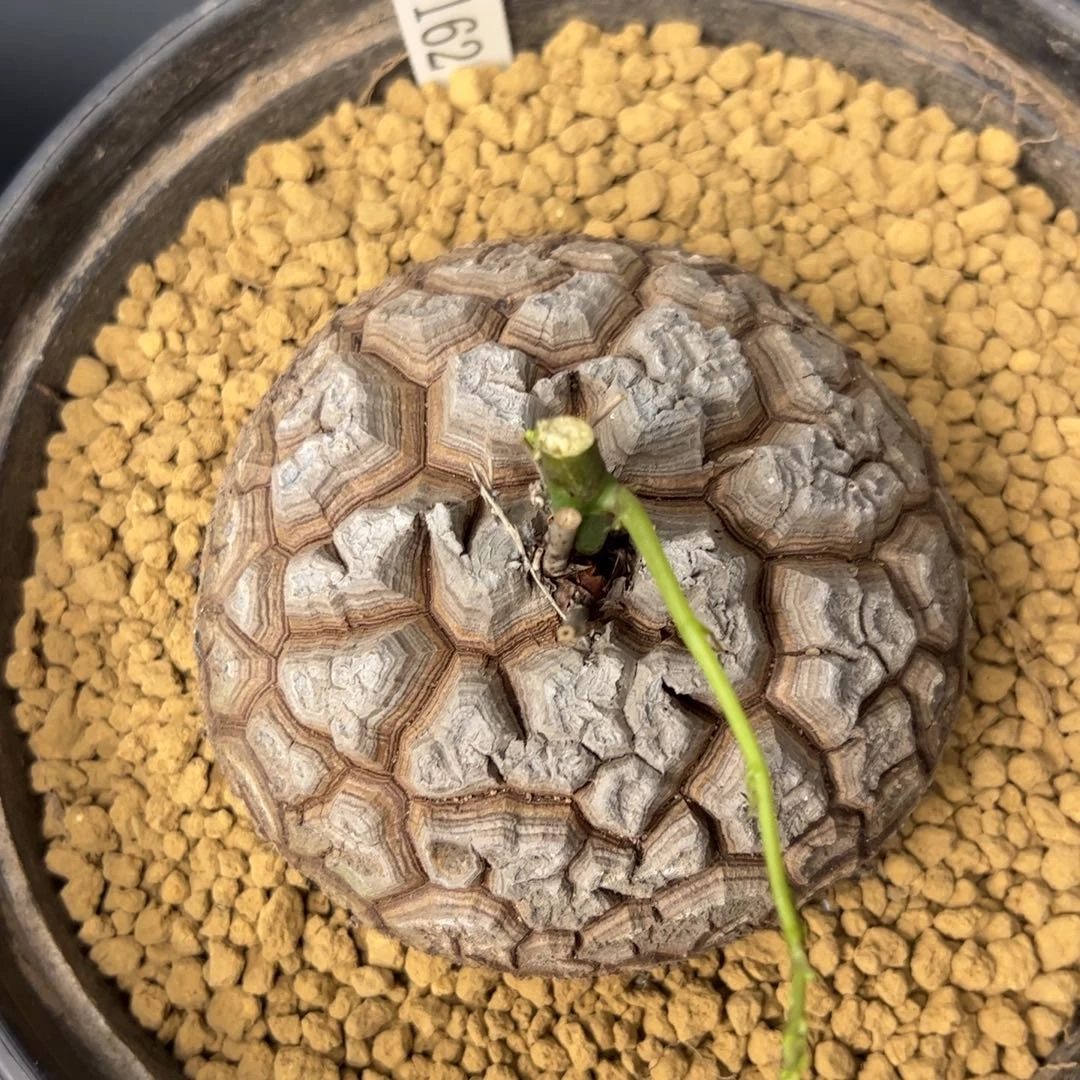 精品盆栽养定的龟甲龙1162号