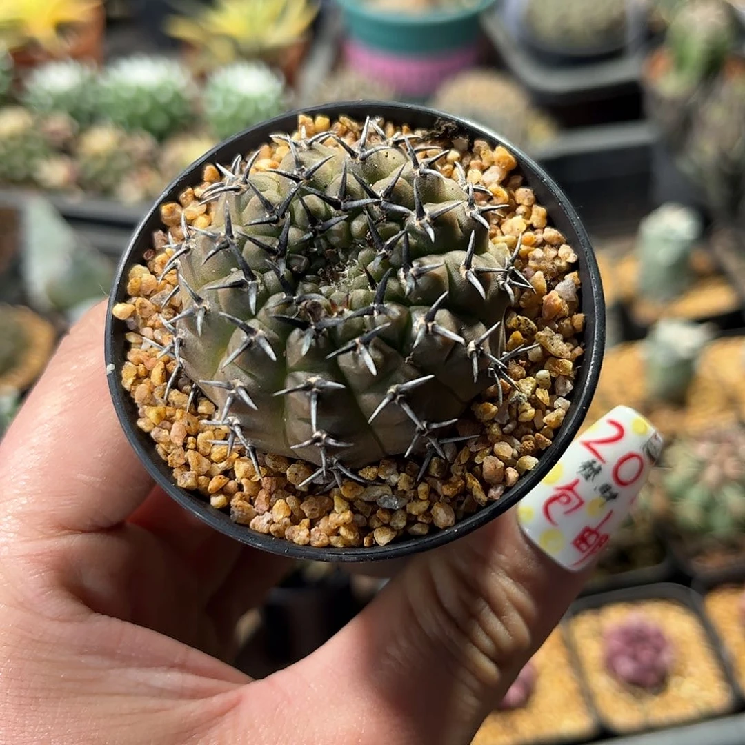 25047一物一拍单头发货