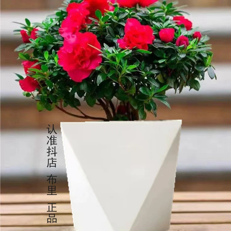 专属【丛生杜鹃花】盆栽室内外绿植庭院阳台花卉带花苞好养植物