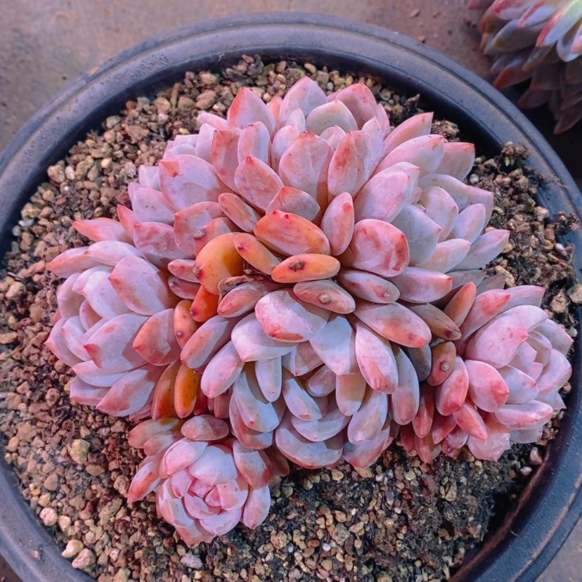 【闪购商品】D****n11111111