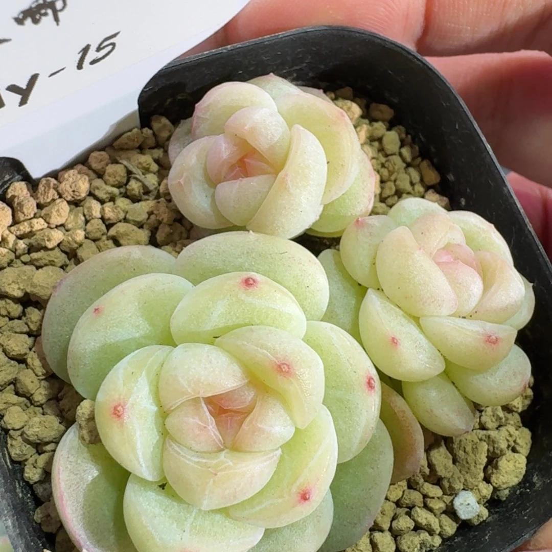 0130-015-望舒单头