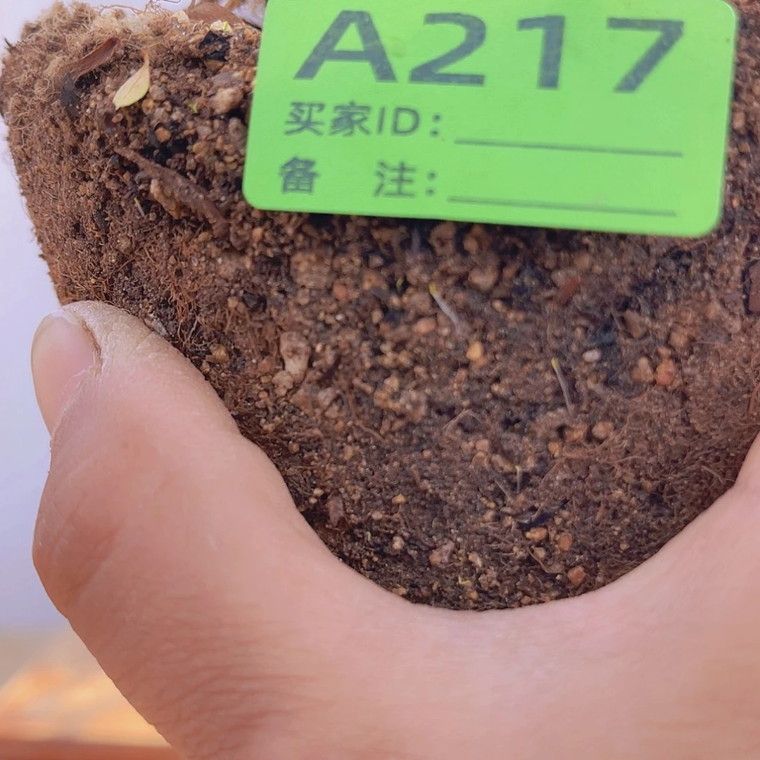 红陶直播时间一定一起