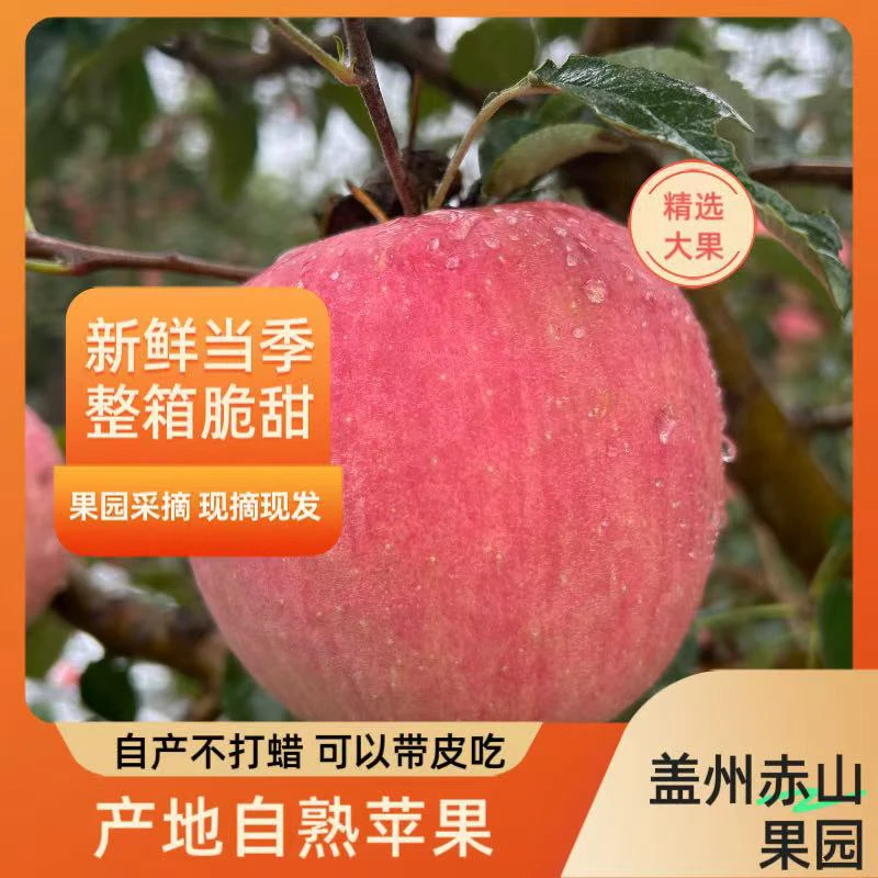 正宗盖县寒富苹果新鲜应季脆甜果园直发