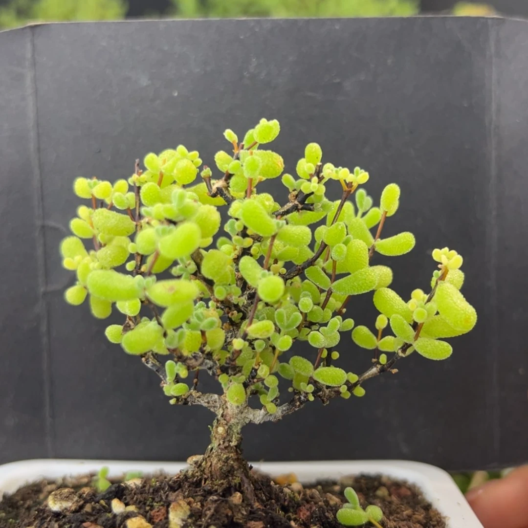 【闪购商品】dy2562翡翠冠幅7cm