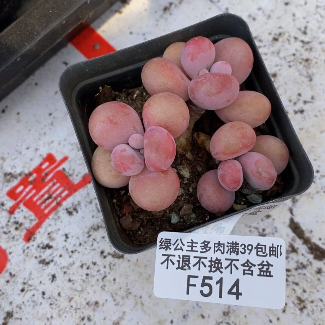 腰子桃蛋514/5c m