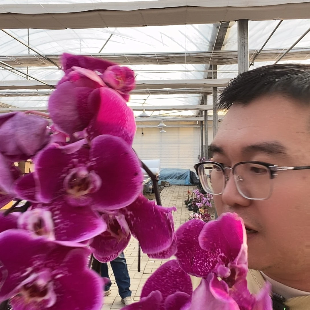 完全开放天后一号带花花后苗