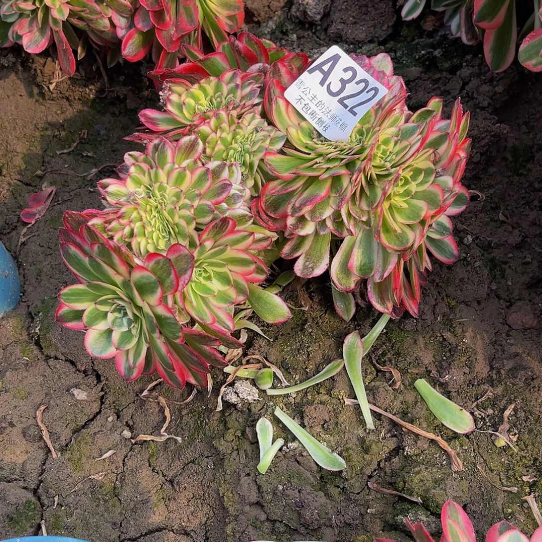 法师法师6-11包邮法师