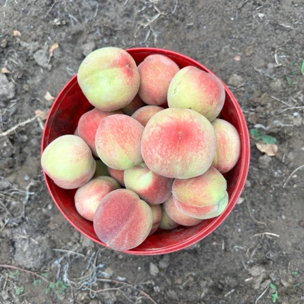 天津武清新鲜现摘脆甜多汁应季九宝桃水蜜桃水果天津市