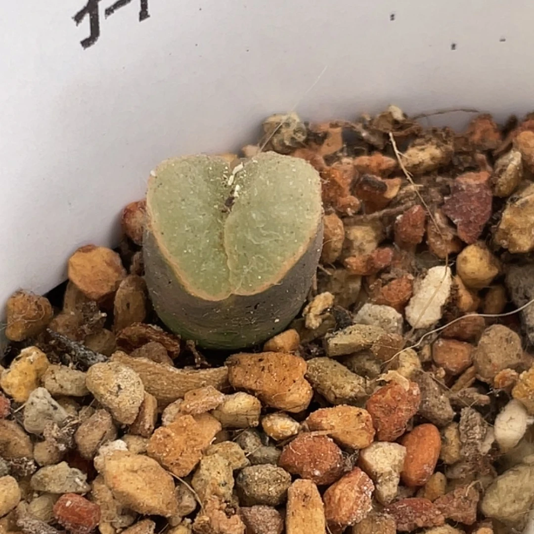 18-23肉锥极窗多肉植物