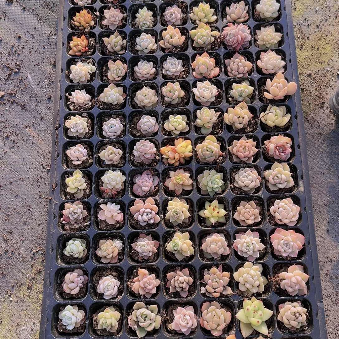 直播一物一拍多肉53