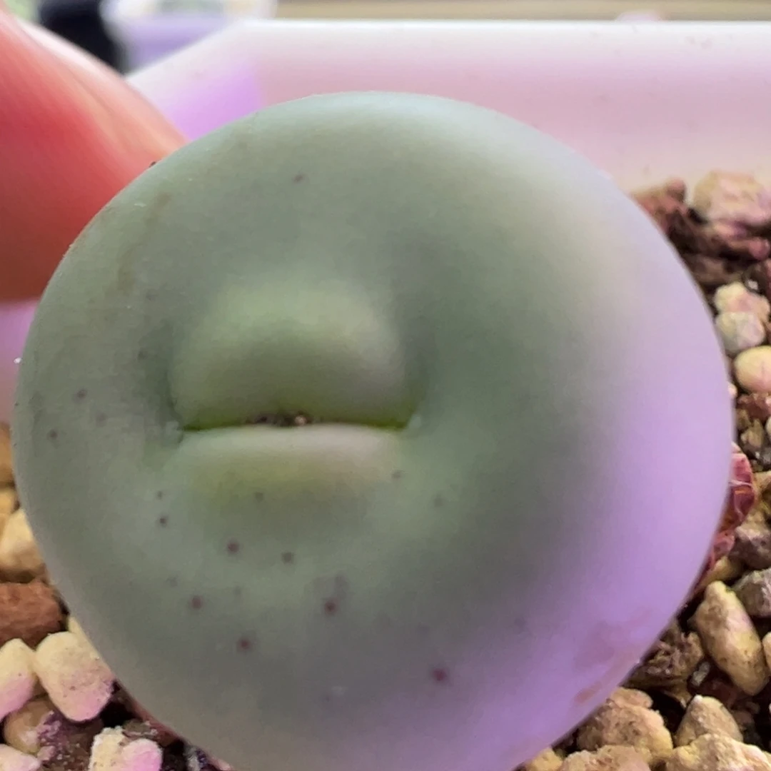 大型厚唇嘟嘟嘴 肉锥植物