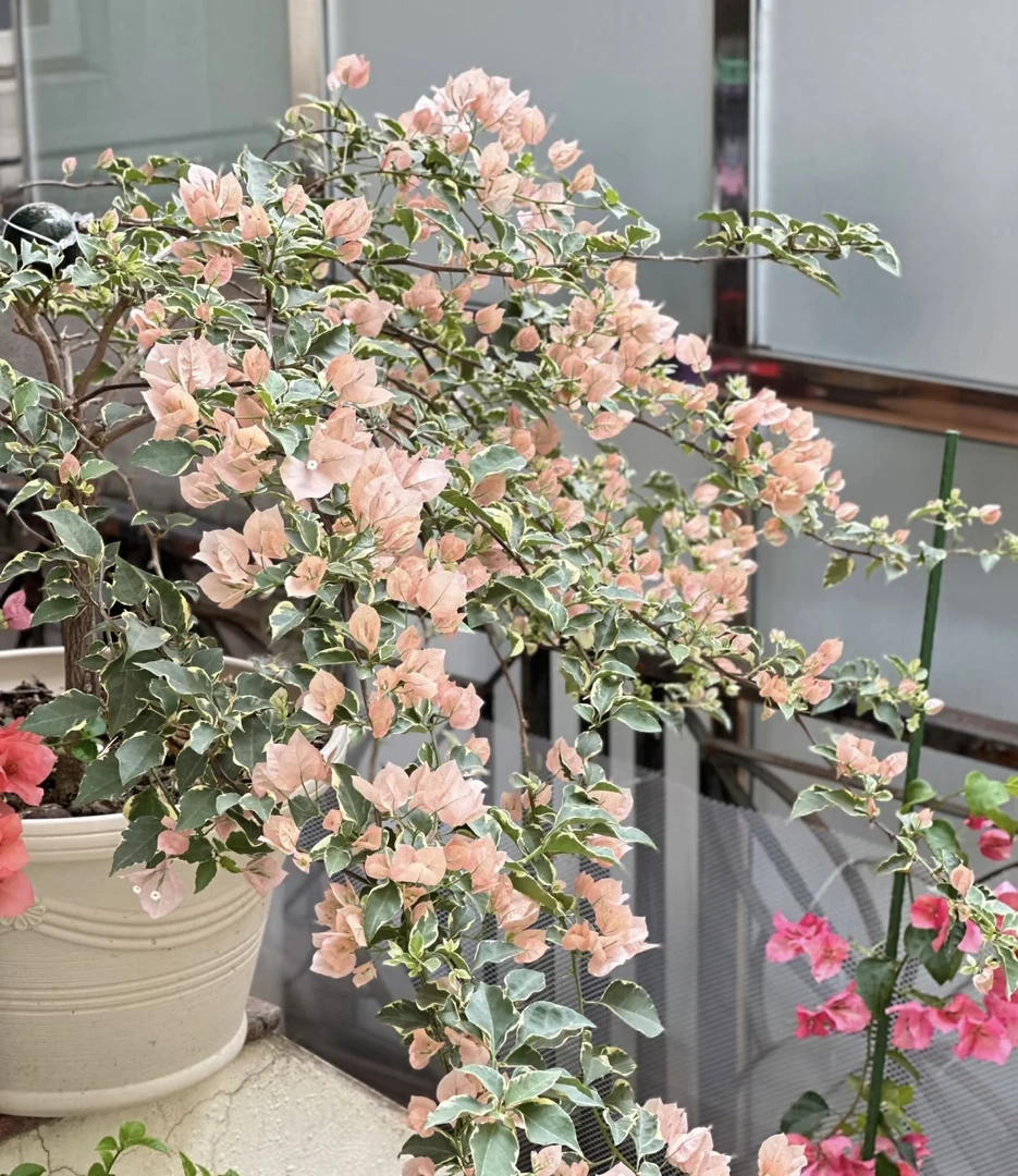 【金边马斯】一物一拍 运输易掉花成活无忧