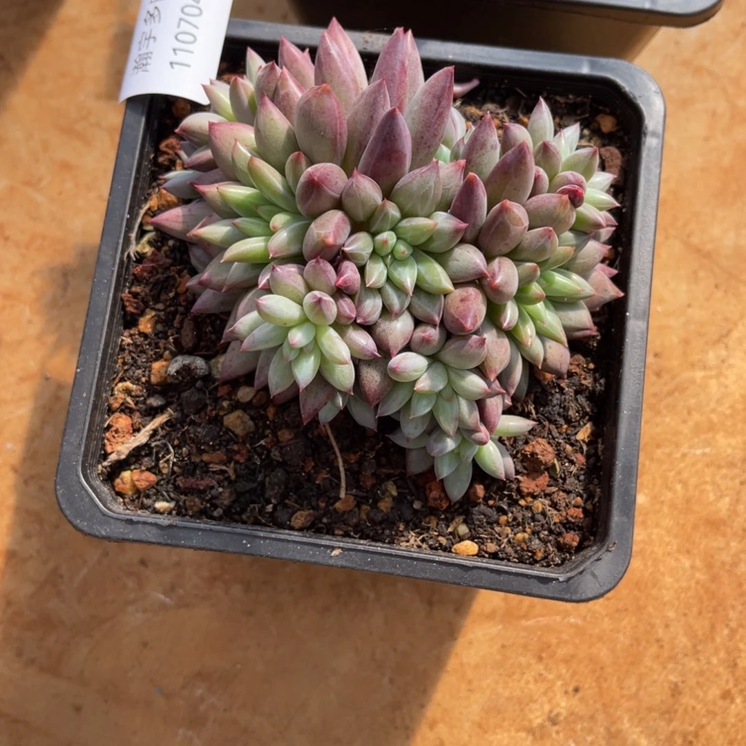 流沙虞美人45号流沙