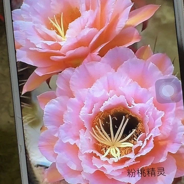 粉桃精灵带根高10公分毛花柱