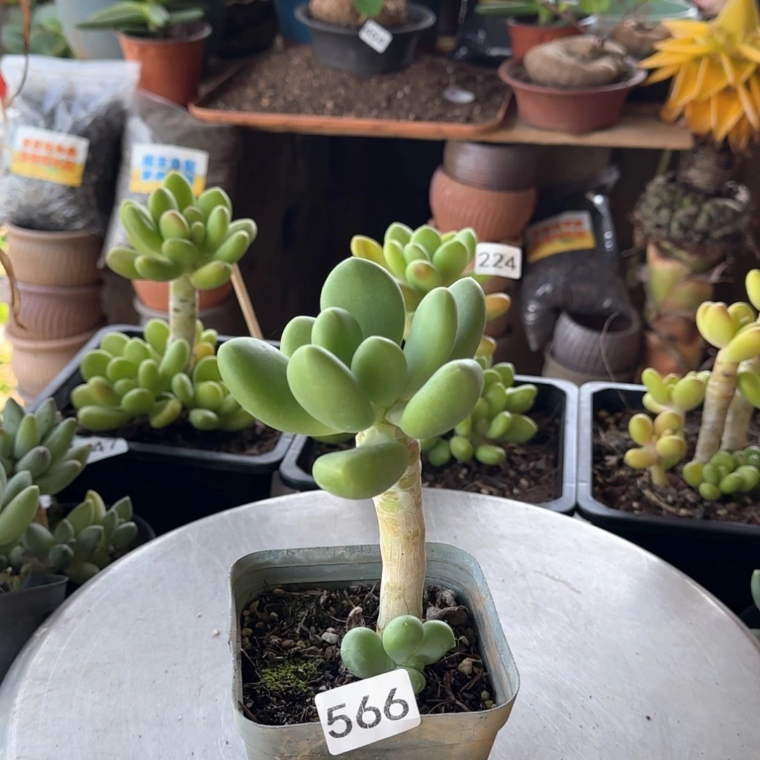 566号一物一拍 一物一拍