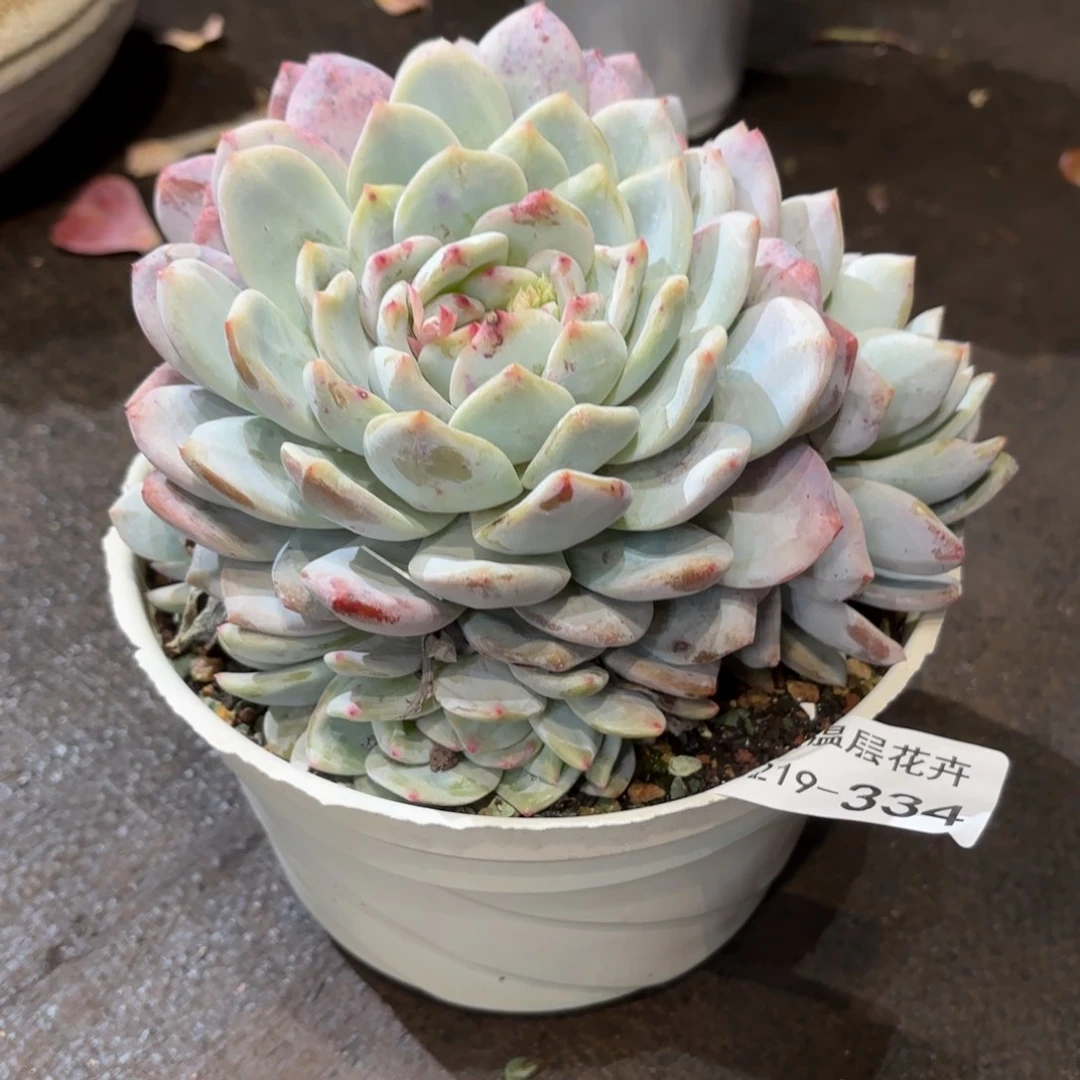 m****y同温层多肉雪天使334