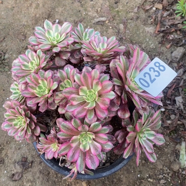 0238粉铜法师多肉