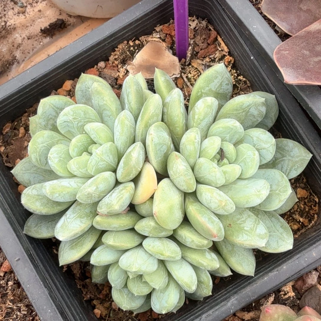 百搭翡翠多肉植物800